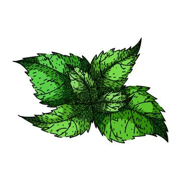 Tea nettle sketch hand drawn vector Stock Illustration