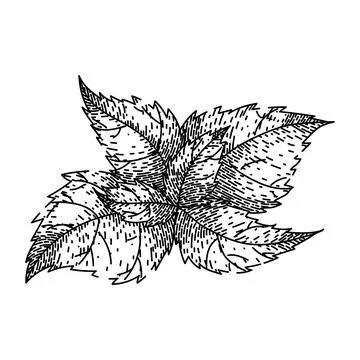 Tea nettle sketch hand drawn vector Stock Illustration