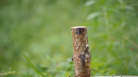Tea party in forest 02 Stock Footage