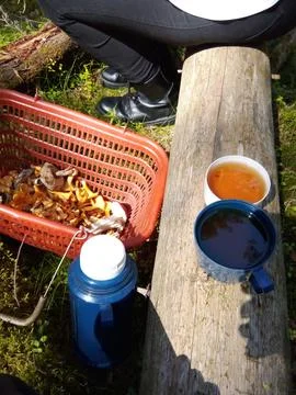 Tea party on a tree trunk Stock Photos