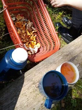 Tea party on a tree trunk Stock Photos