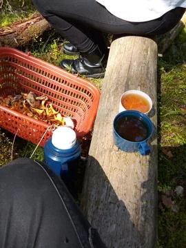 Tea party on a tree trunk Stock Photos