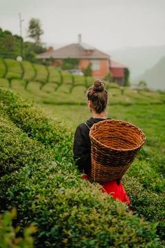 Tea picker carrying a basket through green fields Stock-Fotos