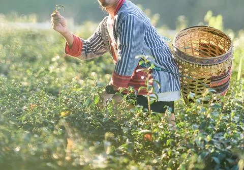 A tea picker holds a tender leaf shoot while wearing traditional northern T.. Stock Photos