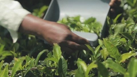 Tea picker at a Lipton plantation Video stock 108632977