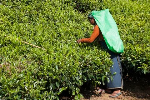 Tea picker Stock Photos