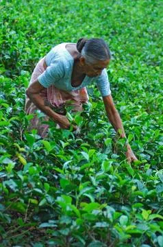 Tea picker Stock Photos