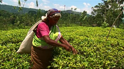 The tea picker on the plantation. Stock Footage 10799578