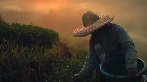 Tea Picker in Thailand Видео 38355495