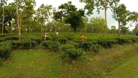 Tea pickers collect leaves on centenary plantation Assam Stock Footage 98706988