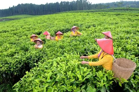 Tea pickers Stock Photos