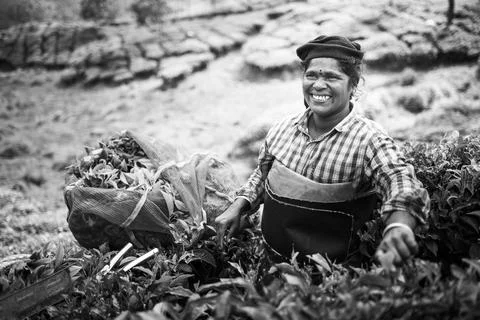 Tea pickers picking tea leaves in tea plantations in the mountains landscape at Stock Photos