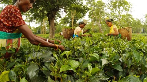 Tea pickers quickly collect leaves from bushes on old plantation Stock Footage 98756357