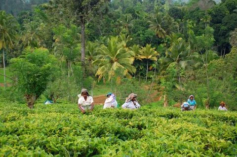 Tea pickers at work Stock Photos