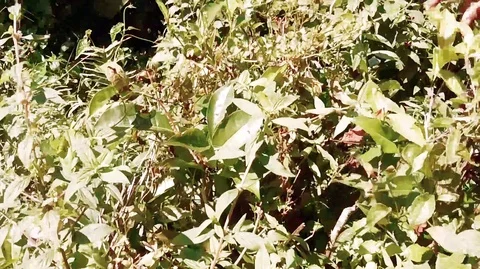 Tea picking Stock Footage 116910164