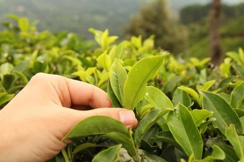 Tea picking hand Stock Photos