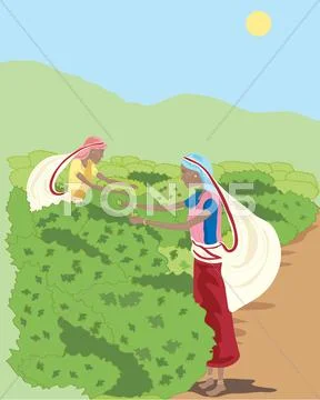 Tea picking Stock Illustration