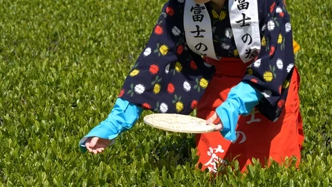 Tea picking. Japanese tea fields, Shizuoka Prefecture, Fuji City, Japan Stock Footage 107853195