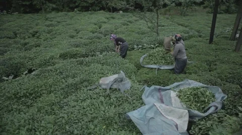 Tea Picking Ladies Stock Footage 48393242
