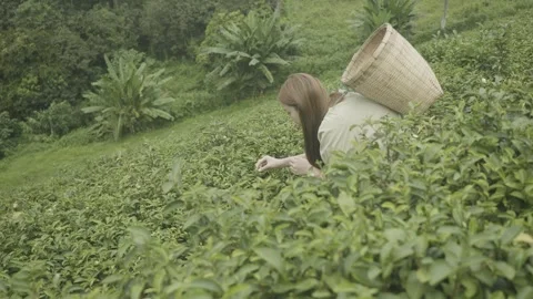 Tea Picking in Lush Green Fields Stock Footage 327974136