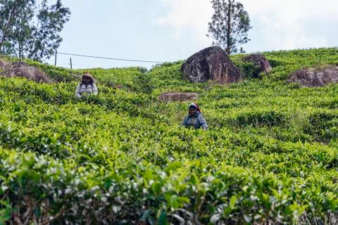Tea picking Stock Photos