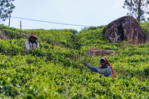 Tea picking Stock Photos