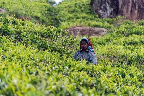 Tea picking Stock Photos