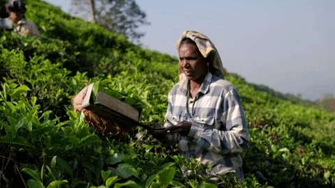 Tea picking at a plantation in Munnar, India. Woman picks green tea leaves Stock-Footage 292443047