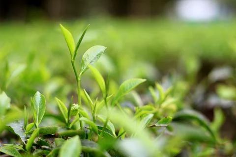 Tea Picking Process Close Up with Hand and Fresh Leaves Stock Photos