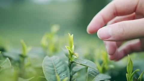 Tea picking in tea garden 1 Stock Footage 170537752