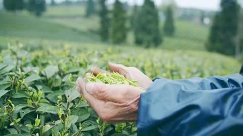 Tea picking in tea garden 2 Stock Footage 170537674