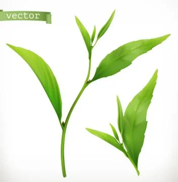 Tea plant. 3d realistic vector icon Иллюстрация