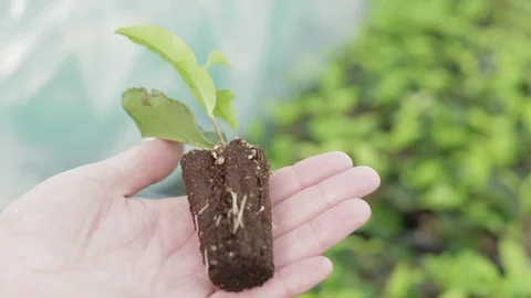 Tea Plant Stock Footage 77225694