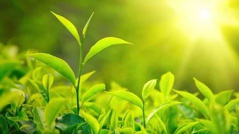 Tea plant Stock Footage 105071138