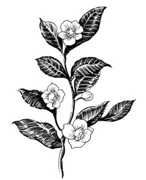 Tea plant Stock Illustration