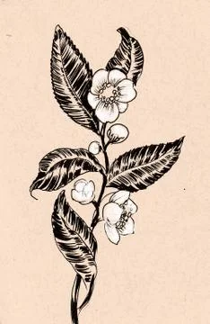 Tea plant Illustrazione stock