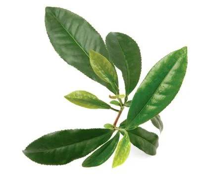 Tea plant Foto stock