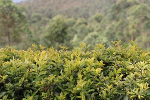 Tea Plant Stock Photos