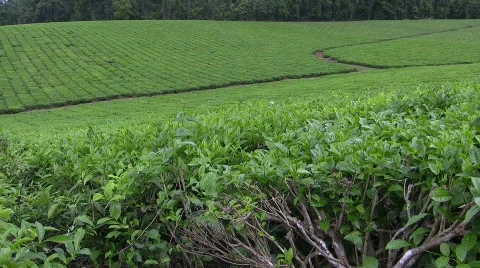 Tea Plantation 1 Stock Footage 863864