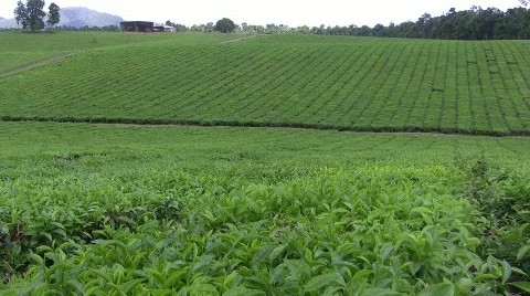 Tea Plantation 2 Stock Footage 863918