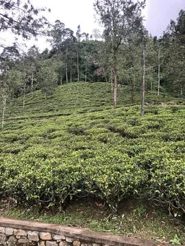 Tea plantation 2 Stock Photos
