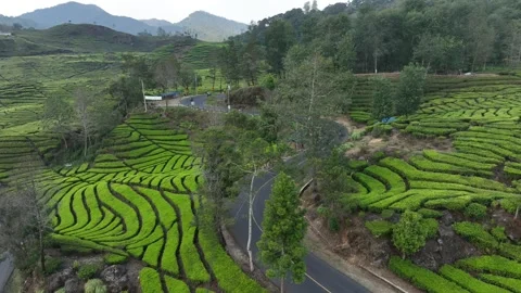 Tea Plantation From Above Stock Footage 257684830