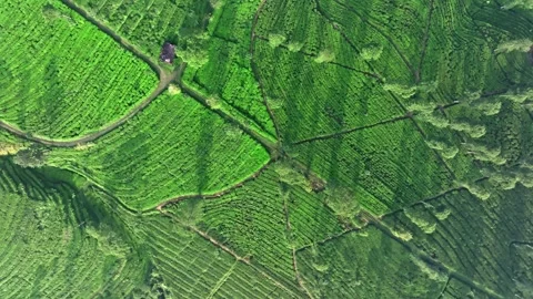 Tea Plantation Agricultural Pattern and Green Landscape Aerial Stock Footage 337834601