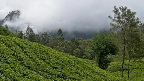 Tea plantation and clouds. Stock Photos