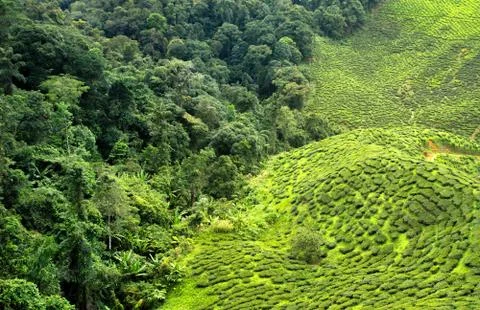 Tea plantation and forest Stock Photos