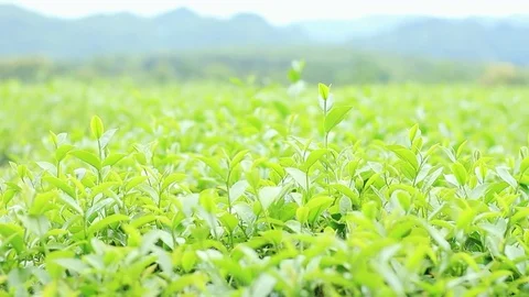 Tea plantation and wind. Stock Footage 83572010