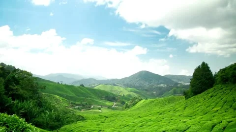 Tea Plantation in Cameron Highlands 스톡 동영상 301032285