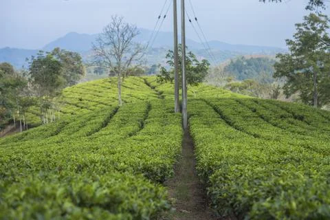Tea plantation in Cianjur, West Java, Indonesia Stock Photos