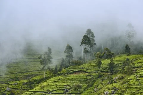 Tea plantation in clouds Stock-Fotos