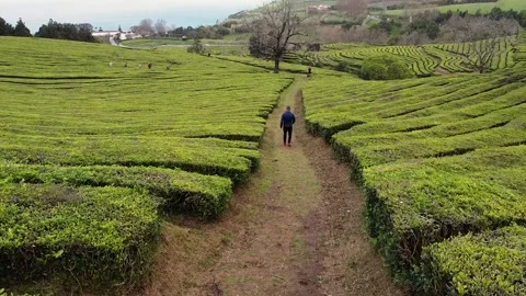 Tea plantation drone aerial view in Sao Miguel Stock Footage 237692152